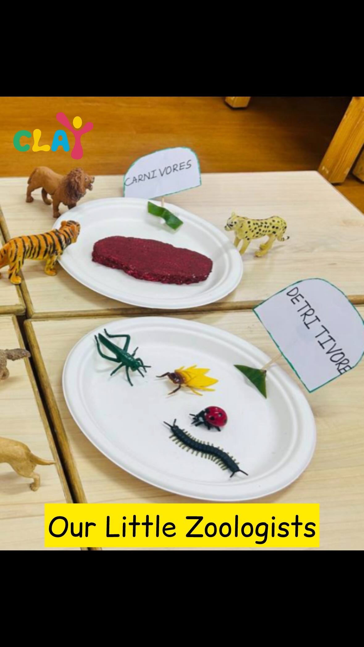 Have you noticed how young children are naturally drawn to animals? Whether it’s a bug on the sidewalk or a lion in a book, they are fascinated.
​Dr. Maria Montessori observed that children have a special connection to living things. When we feed this curiosity with facts and hands-on exploration, we aren’t just teaching biology.
​We are teaching empathy. ❤️
​Understanding that a lion hunts to survive, or that an elephant eats plants to fuel its massive body, helps children understand their place in the ecosystem. It turns curiosity into respect. #claymontessori #montessoripreschool #matunga [montessori animals, montessori biology, montessori learning, montessori environment, early childhood education, animal facts for kids, montessori parenting, montessori toddler activities, learning about animals, teaching empathy to children, montessori philosophy, nature education for kids, montessori preschool, child-led learning, hands-on learning for toddlers, montessori india, montessori teacher tips, montessori activities at home, montessori concepts for toddlers]