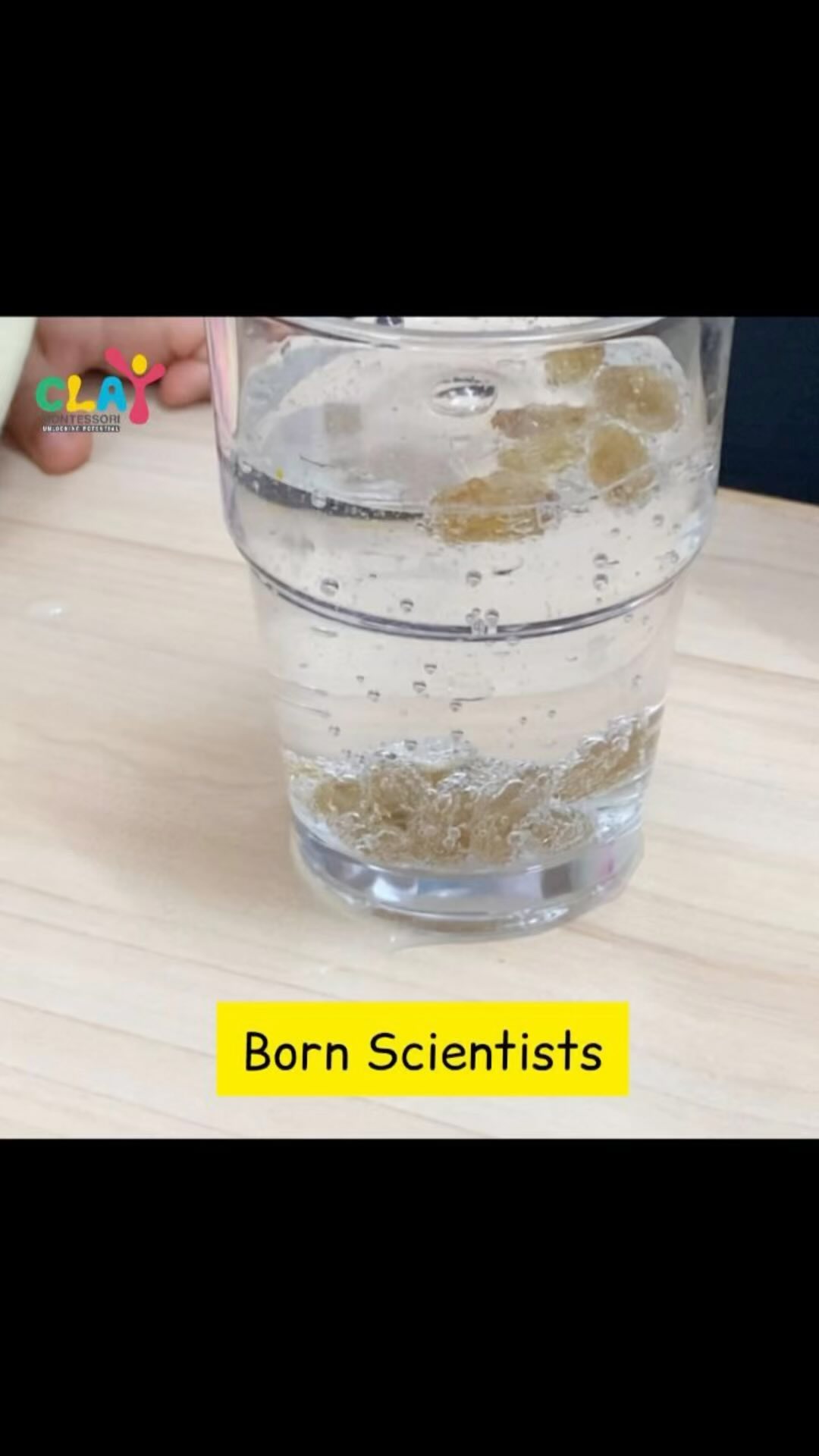 Watch as these little explorers embark on a voyage of discovery! With curiosity as their guide, they observe as raisins dance atop the sparkling waves, unlocking the wonders of buoyancy. Sparking a lifelong love for science, one fizzy experiment at a time. #STEMstartsearly #claymontessori #scienceexperimentsforkids #scienceexperiment #scienceexperimentwithtoddlers #littlescientist #preschool #mumbai #matunga #dadar #earlychildhoodeducation #parel #sion #wadala #montessori