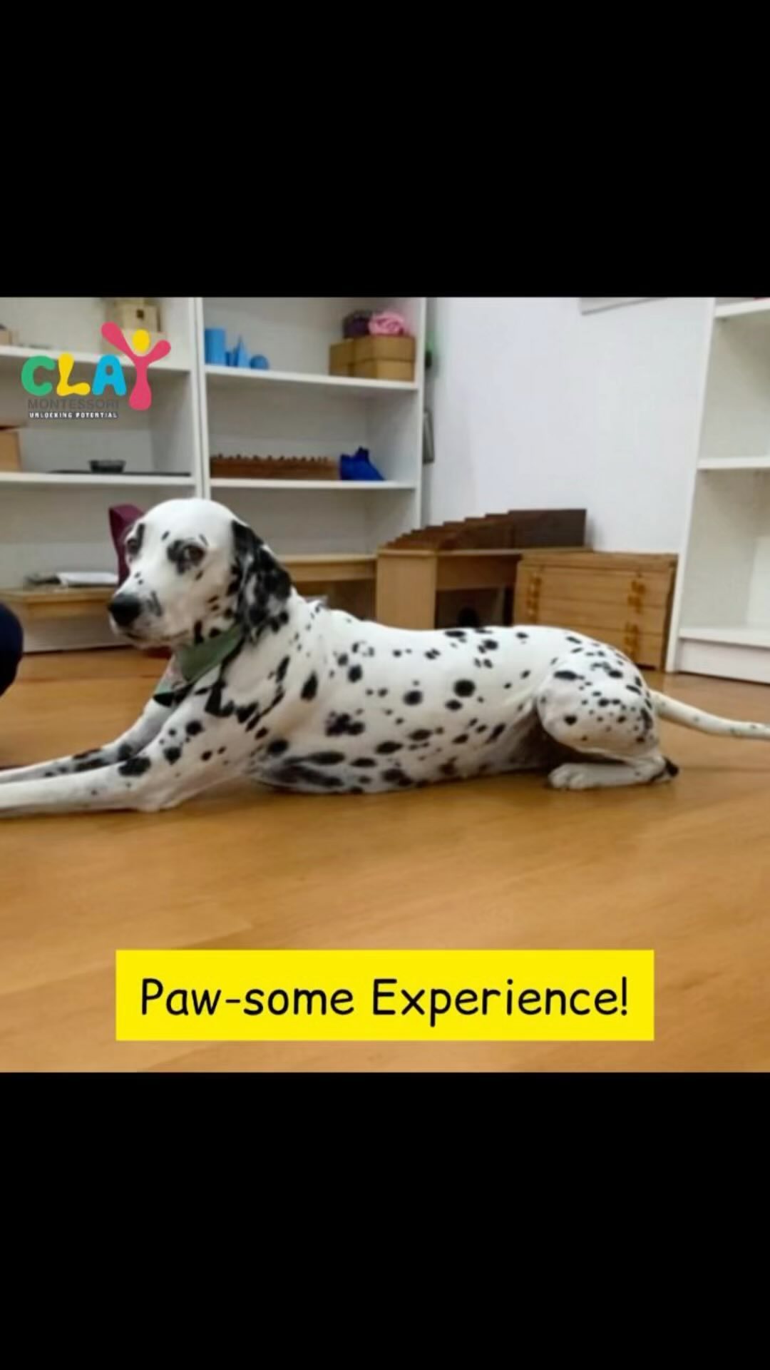 🐾 Learning pawsitively fun lessons with our furry friends! 🐶✨ From wagging tails to wide-eyed wonder, our little learners had a tail-waggingly good time with Ollie the Dalmatian and our amazing community helpers, the vets and dog trainers! 🐾🌟. Grateful and gratitude @crazyk9campers and @aptenupura 🙏🏼🙏🏼 Thank you so much we had a wonderful session today ❤️🙏🏼. #claymontessori #communityhelpers #veterinary #dogsofinstagram #dogtrainer #montessori #preschool #mumbai #matunga #wadala #sion #dadar #parel #earlychildhoodeducation